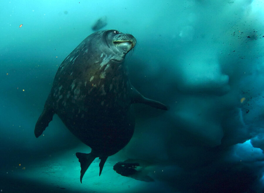 Weddell Seal Vocalizations Are Cooler Than Your Synthesizer And We Re   Weddellsongs Banner 