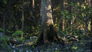 Idyllic forest scene with a large tree in the background dappled in light, as rendered in Unreal Engine using Quixel assets.